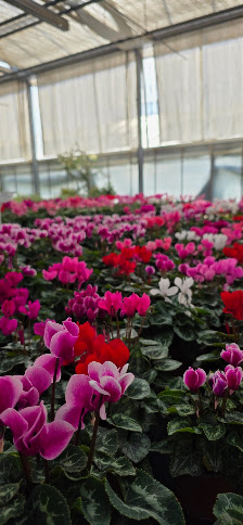 Die Blumenwerkstatt | Uettingen