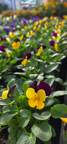 Die Blumenwerkstatt | Uettingen