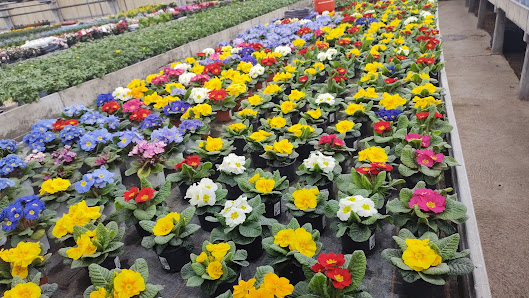 Blumengroßhandel A & A Flowers GmbH