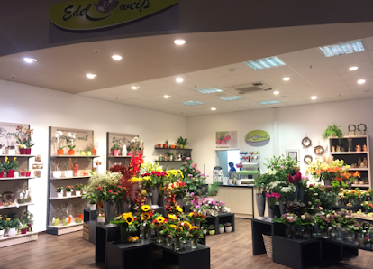 Blumen Edelweiß Schweinfurt 1