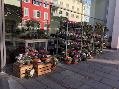 Blumen Edelweiß Schweinfurt Stadtgalerie