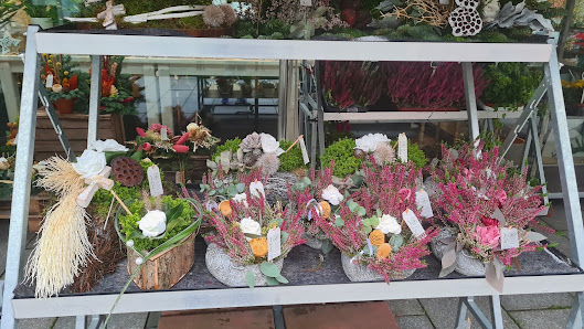 Blumen Edelweiß Schweinfurt Stadtgalerie