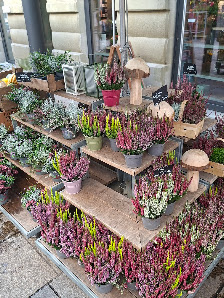 BLUME2000 Schweinfurt
