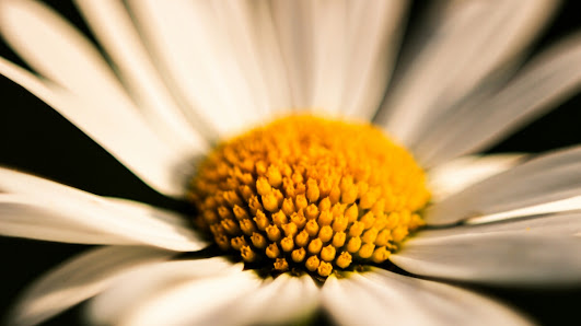 Blumeneck Patricia Groh