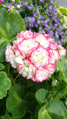 Blumen Hiendl GdbR