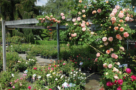 Schmid Gartenpflanzen