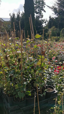 Schmid Gartenpflanzen