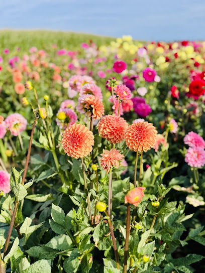 Blumenfeld Puchheim von Blumen-LANG