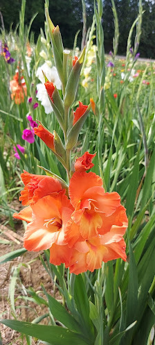 Ammersee BLUMEN PFLÜCKEN Thalhofen