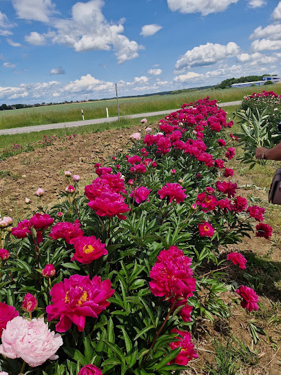 Ammersee BLUMEN PFLÜCKEN Thalhofen