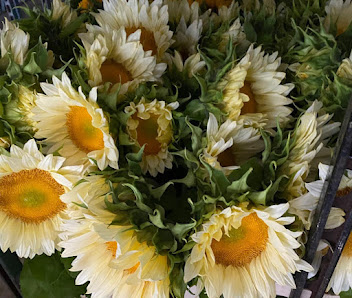 Ringelblume-Garching