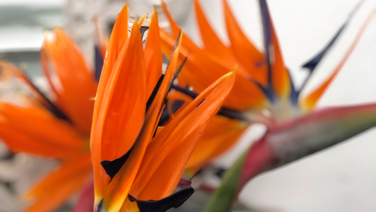 Blumen Gauch