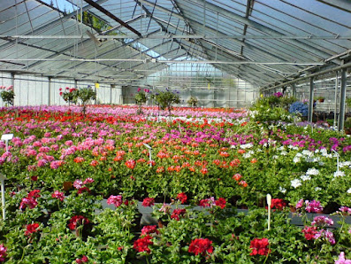 Blumen Dorsch - Zweigbetrieb