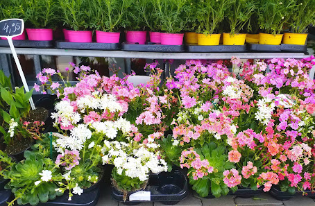 Fleur Holland Blumen