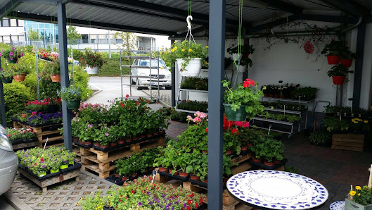 Blumen Edelweiß Bad Neustadt 1