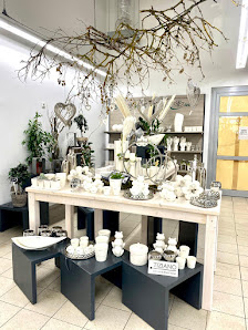Blumen Edelweiß Bad Kissingen Garitz
