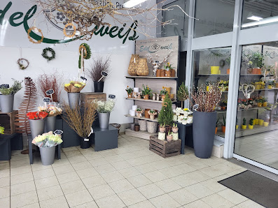 Blumen Edelweiß Bad Kissingen Garitz