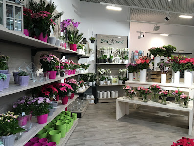 Blumen Edelweiß Bad Kissingen