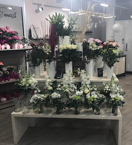 Blumen Edelweiß Bad Kissingen