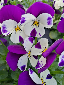 Blumengeschäft und Gärtnerei W. Hurrlein