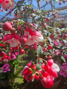 Gartenbau Otto Grimm