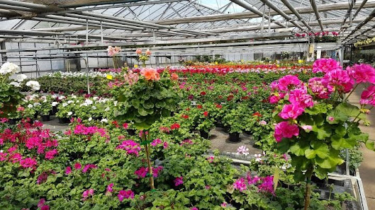 Blumen Krippner