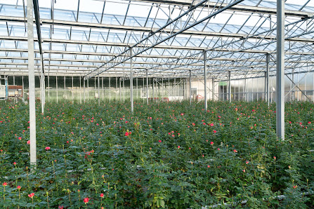 C. Meyns Gartenbau