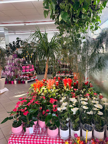 Blumenhaus Dillingen