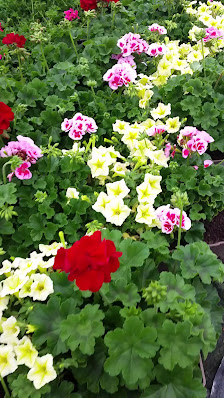 Blumen und Gartenparadies Häntsche
