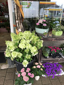 Blumen Haas