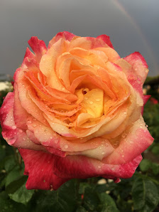 Rosen-Schmid