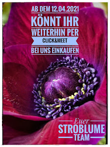 Stroblume