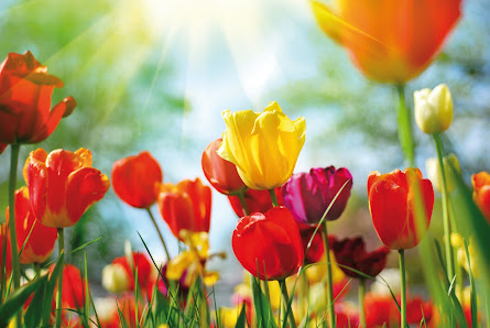 Steiner Floralmanufaktur