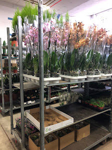 Blumenwelt Breedijk GmbH