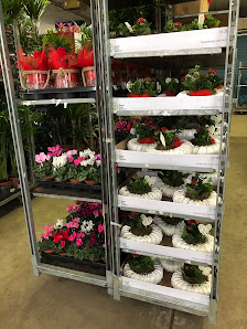 Blumenwelt Breedijk GmbH