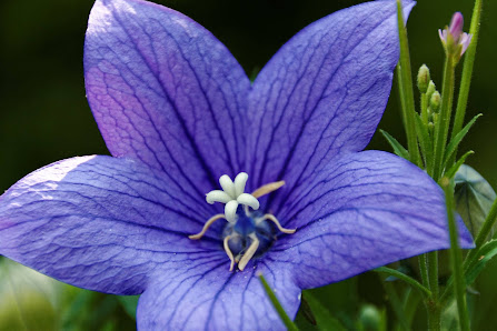 Alpha Blumen Vertriebsgesellschaft mbH