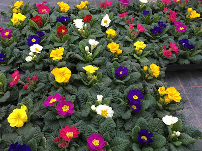 Gartenbau . . . . Floristik Mühlbauer