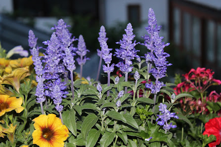 Blumen Stuiber