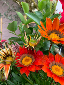 Gänseblümchen Inh. Christoph Gans