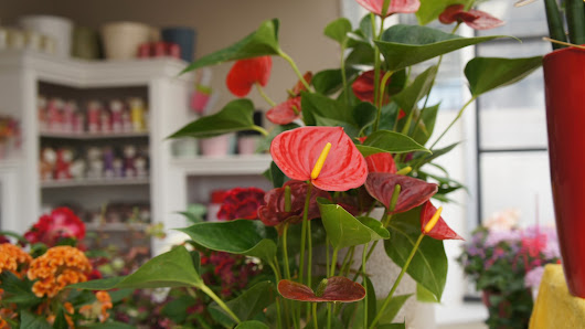 Olivers Blumenmanufaktur in Kirchheim