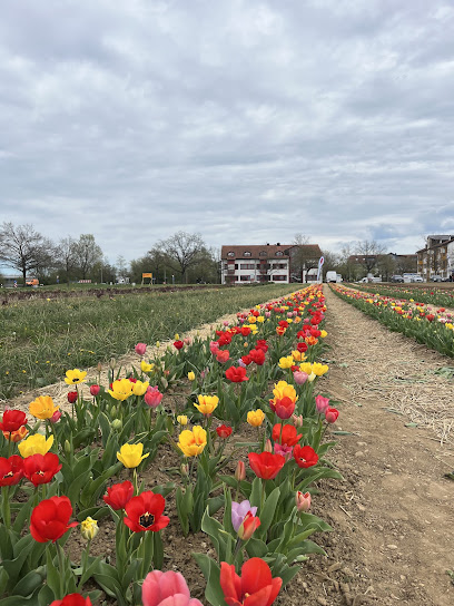 Blumen zum Selbstpflücken