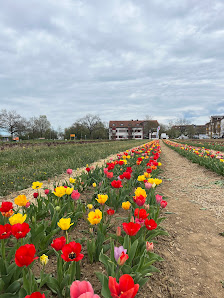 Blumen zum Selbstpflücken