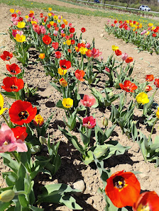 Blumen zum Selbstpflücken
