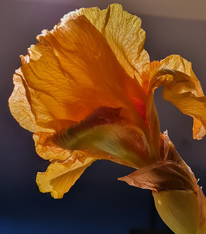 Blumen & Blickfang