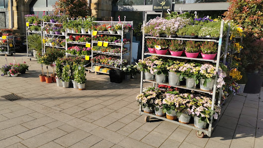 Hanse Blumen