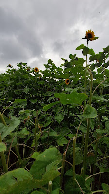 Blumen selber pflücken Herrsching