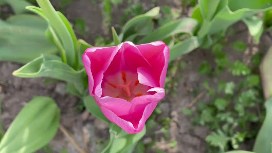 Blumen selber pflücken Herrsching