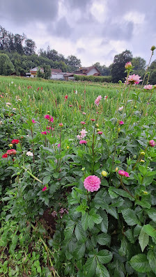 Blumen selber pflücken Herrsching