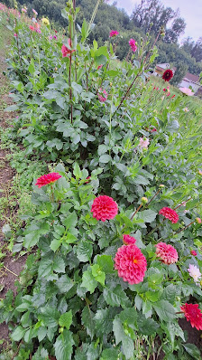 Blumen selber pflücken Herrsching