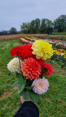 Blumen selber pflücken